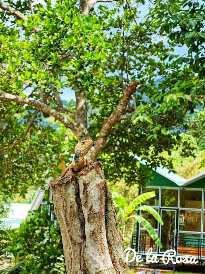 Homestay De La Rosa - Con Dao Chi Khu Co Ong Esterno foto